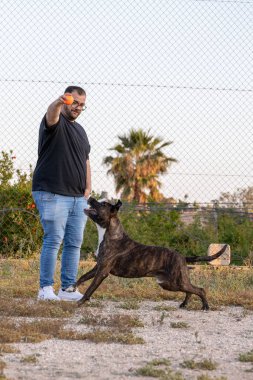 Amerikalı Stanford köpeğiyle top oynayan bir adam.