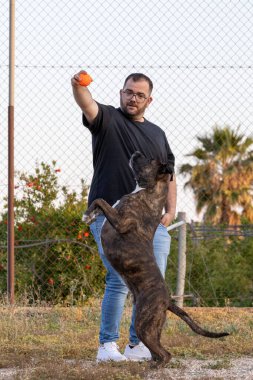 Amerikalı Stanford köpeğiyle top oynayan bir adam.