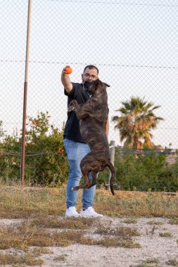 Amerikalı Stanford köpeğiyle top oynayan bir adam.