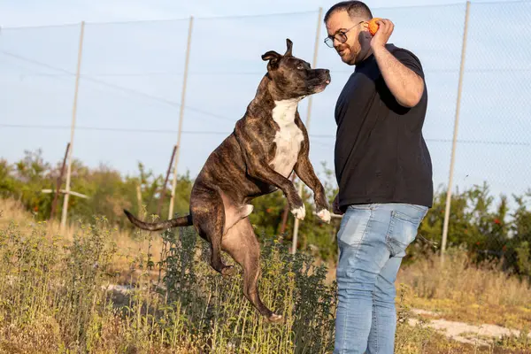 Amerikalı Stanford köpeğiyle top oynayan bir adam.