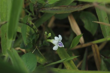 Güzel botanik fotoğrafı, doğal duvar kağıdı.