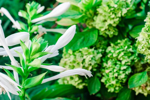 Beautiful White Lily Flowers Garden — Stockfoto