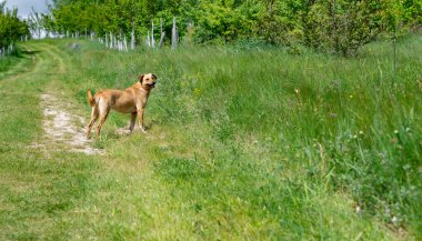 Güneşli bir günde ağaçların arasında yeşil çimlerin üzerinde duran kahverengi köpek. İnsan arkadaş.