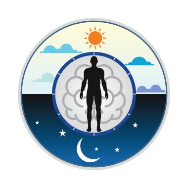 Human biological clock. An illustration of a harmonious circadian rhythm in flat vector format. Time for sleep and work, a man in bed at night and working at the computer during the day, a healthy life. clipart