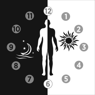 Circadian ritim ve uyku-uyandırma döngüsü stok çizimi, sağlıklı gündüz-gece biyolojik döngü diyagramı