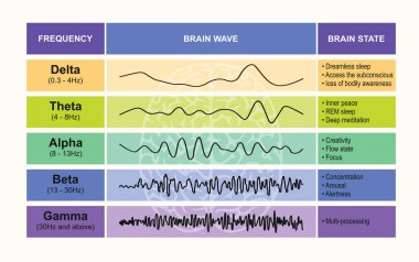 Arzu edilen beyin dalgaları düzenini güçlendiriyor. İnsan beyin dalgaları stok vektör çizimi