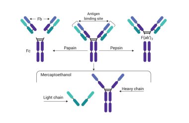 İmmünoglobulinin antikor yapısı, papin ve pepsin enzimleriyle, antikor temel yapısı, hafif zincirleri, ağır zincirleri, antijen bağlanma alanını gösteriyor. vektör illüstrasyon simgesi