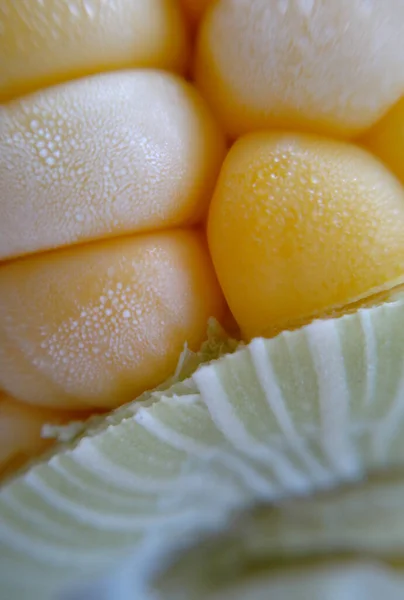 Close-up of sweet corn ears. maize cobs, autumn harvest, textured yellow corn ear background