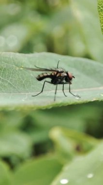 Yaprağın üzerinde bir sinek