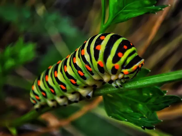 Papillon Dans Forêt — Photo