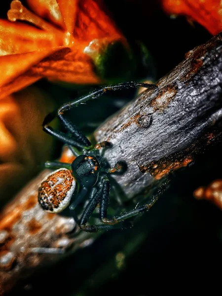 黒い背景の黒いクモ — ストック写真