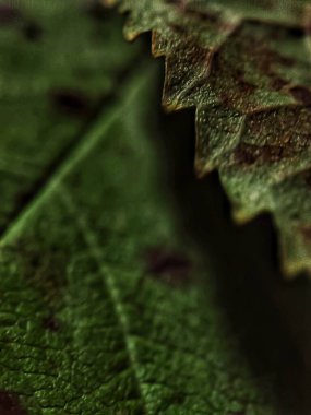 Yaprak dokusunu kapat