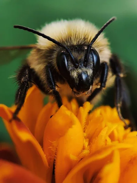 Ett Hämtar Honung Från Blomman — Stockfoto