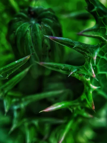 Skvrnité Mléčné Bodláčí Zelené Listy — Stock fotografie
