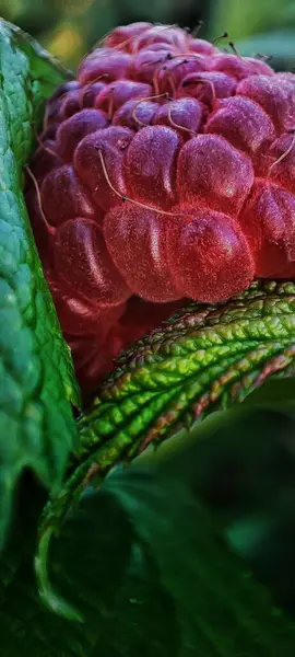 Nahaufnahme Einer Frischen Und Roten Erdbeere — Stockfoto