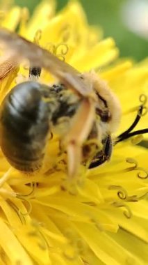 Çiçekteki sarı arı