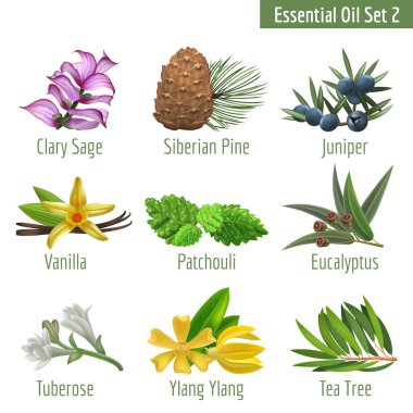 Gerekli yağ seti. Kozmetik Cilt Bakımı Ürün Tasarımı Etiketleri için Gerçekçi Herbal Elementler. Vektör İzole Resimleri