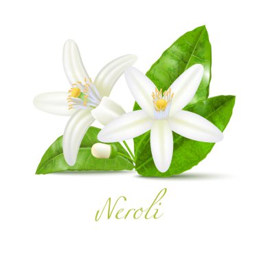 Neroli Flower ve Leaf. Kozmetik Cilt Bakımı Ürün Tasarımı için Neroli Gerçekçi Elementleri. Vektör İzole Resimleri