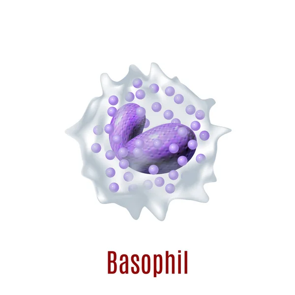 Basophil. Medikal Merkez ve Laboratuar Afişleri için Gerçek Kan Hücresi Reklam Afiş Sayfaları. Vektör İllüstrasyonu