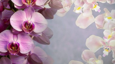 Orchid beautiful flower backdrop