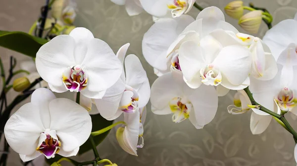 Bellissimi Fiori Orchidea Giardino — Foto Stock
