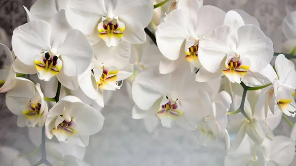 Bahçedeki Güzel Orkide Çiçekleri — Stok fotoğraf