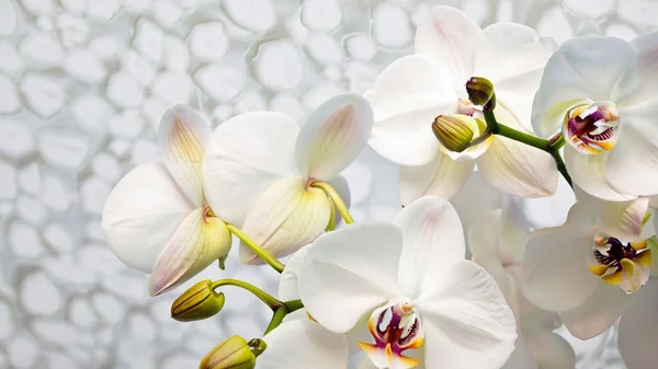 Bellissimi Fiori Orchidea Giardino — Foto Stock