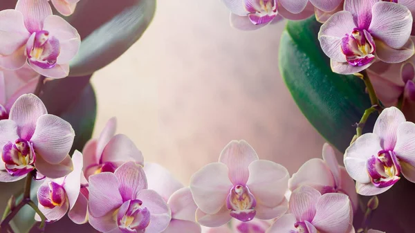 Beautiful Orchid Flowers Garden — Stock Photo, Image