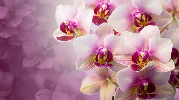 Hermosas Flores Orquídea Jardín —  Fotos de Stock