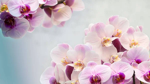 Piękne Kwiaty Storczyk Ogrodzie — Zdjęcie stockowe