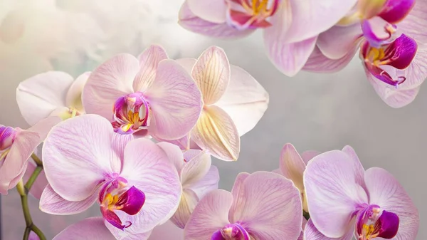 Orchid Beautiful Flower Backdrop — Fotografia de Stock