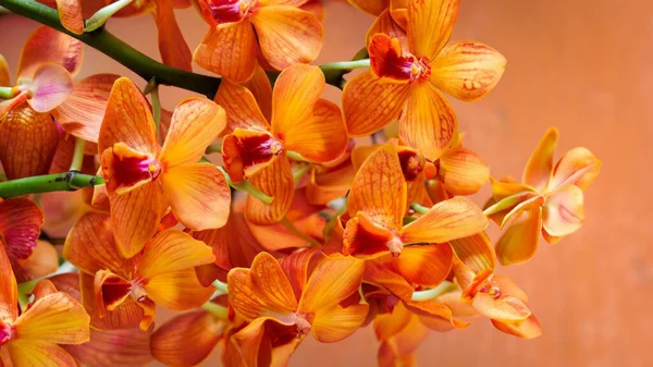 Belles Fleurs Orchidée Dans Jardin — Photo