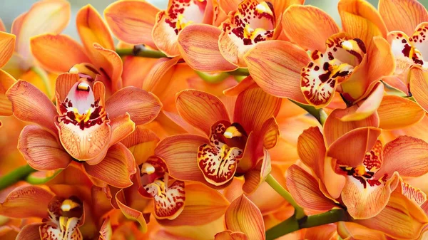 Belas Flores Orquídeas Jardim — Fotografia de Stock