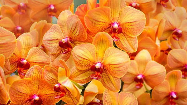 Gyönyörű Orchidea Virágok Kertben — Stock Fotó