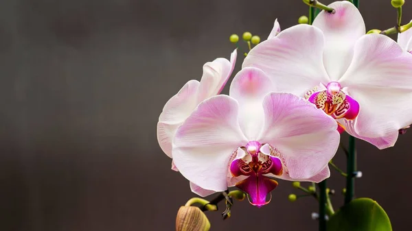 Orchid beautiful flower backdrop