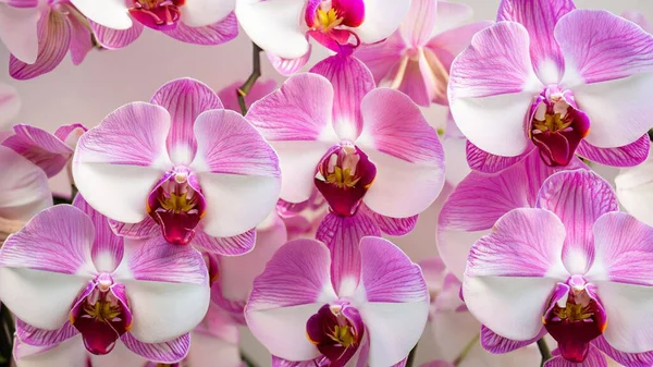 Beautiful Orchid Flower Garden — Stock Photo, Image