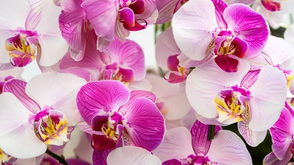 Orchid Beautiful Flower Backdrop — Stockfoto