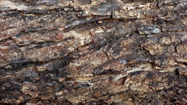 Doğal kabuk dokusu malzemesi. Tasarım için. Eski Ağaç Arkaplan Örnekleri. Kuru ağaç kabuğu..