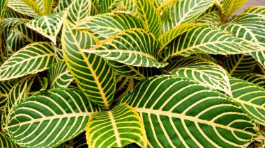 Sanchezia ya da zebra bitkilerinin yapraklarının yaprakları.