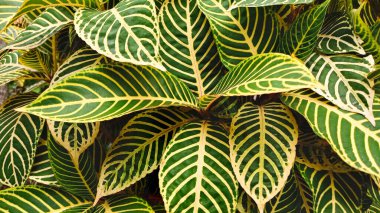 Sanchezia ya da zebra bitkilerinin yapraklarının yaprakları.