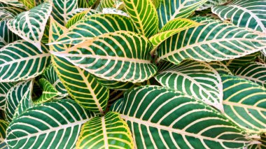 Sanchezia ya da zebra bitkilerinin yapraklarının yaprakları.