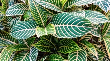 Sanchezia ya da zebra bitkilerinin yapraklarının yaprakları.