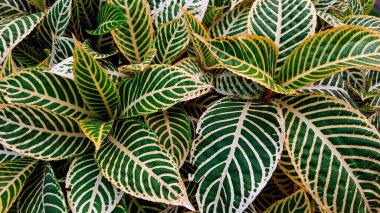 Sanchezia ya da zebra bitkilerinin yapraklarının yaprakları.