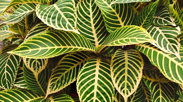Sanchezia ya da zebra bitkilerinin yapraklarının yaprakları.