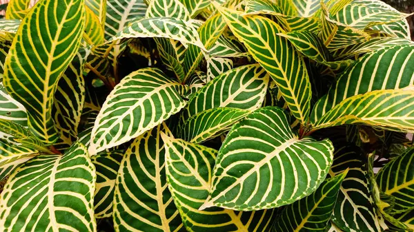 Sanchezia ya da zebra bitkilerinin yapraklarının yaprakları.