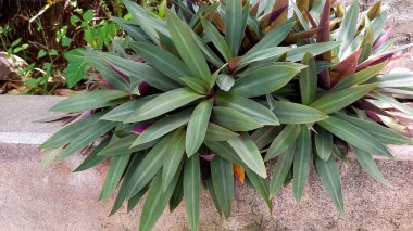 Latince adı Tradescantia zebrina (Gezgin Yahudi) olan yapraklar güzel bir kırmızı ve yeşil renk kombinasyonuyla