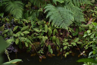 Eğreltiotlu tropikal orman