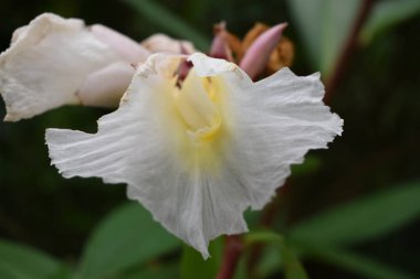 Bir çiçeğin yakın çekimi.