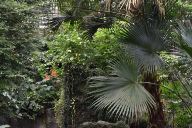 Ağaçları ve bitkileri olan tropik bir orman.