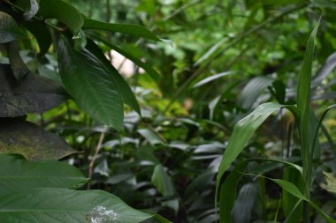 Güzel yeşil bitkiler, doğa ve bitki örtüsü